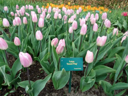 Keukenhof (31)